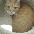 Found Cat Wesley Found Cat Wesley