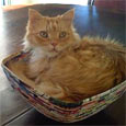 Found Cat Tigger Found Cat Tigger