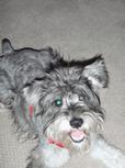 Found Dog Stout Found Dog Stout