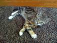 Found Cat Samantha Found Cat Samantha