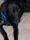 Found Dog Cole Found Dog Cole