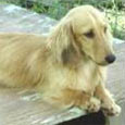 Found Dog Monti Found Dog Monti