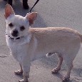 Found Dog Yoshi Found Dog Yoshi