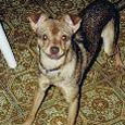 Found Dog Punkin Found Dog Punkin