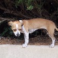Found Dog Levi Found Dog Levi