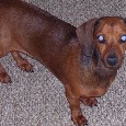 Found Dog Lulubelle Found Dog Lulubelle