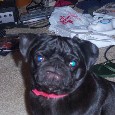 Found Dog Prissy Found Dog Prissy