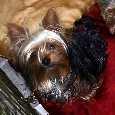 Found Dog Teddy Found Dog Teddy