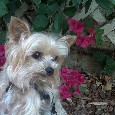 Lost 1 Sophie (CA)