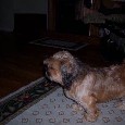Lost 1 Phoenix (NC)