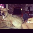 Lost 1 Gator (NC)