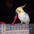 Lost 3 Sweety (CA)