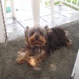 Found Dog Rilo Found Dog Rilo