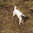 Lost 1 Jak (TX)