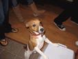 Found Dog Jack Found Dog Jack