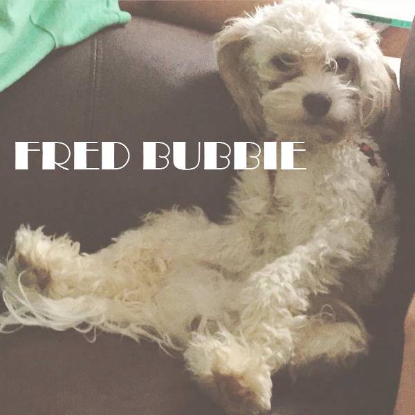 Image of Fred Bubbie, Lost Dog