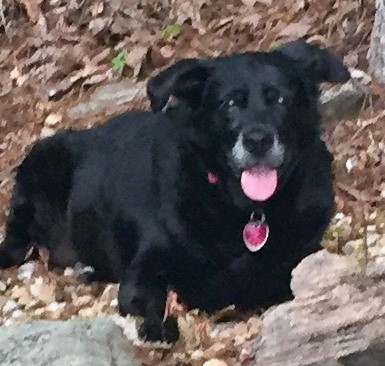 Image of GRACIE SMITH, Lost Dog