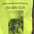 Image of Roxanne, Lost Dog