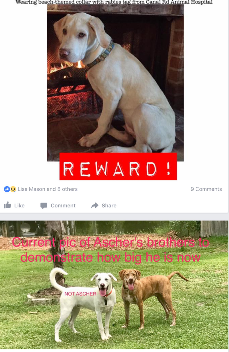 Image of Ascher, Lost Dog