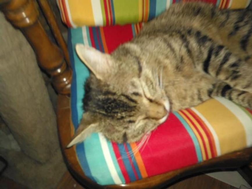 Image of Rudy (Ru Ru), Lost Cat
