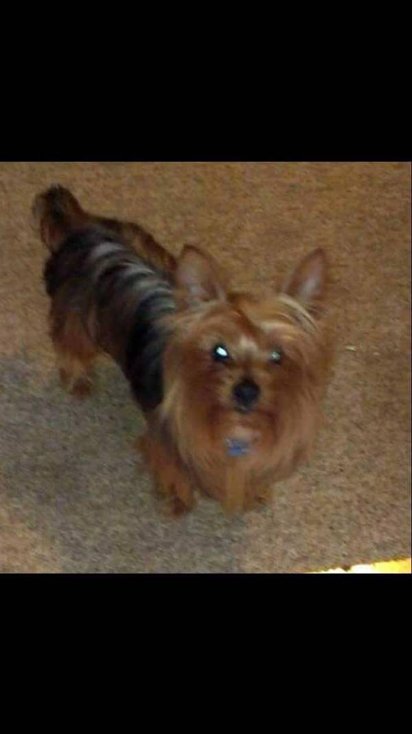 Image of Smitty, Lost Dog