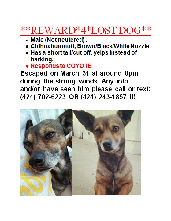 Lost Dog Chihuahua in INGLEWOOD, CA - Lost My Doggie
