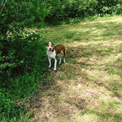 Image of Rosco, Lost Dog