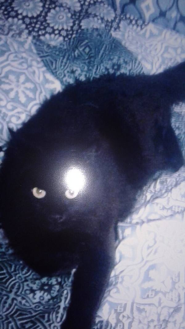 Image of Tay tay, Lost Cat