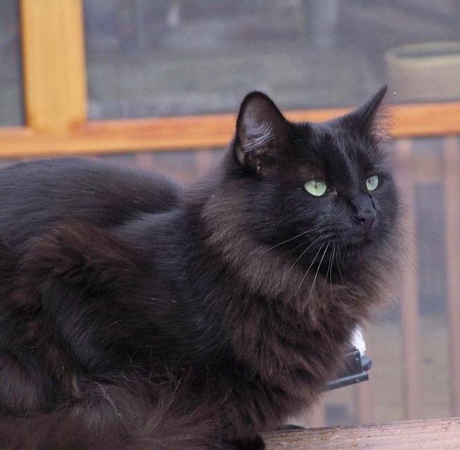 Image of Nash, Lost Cat