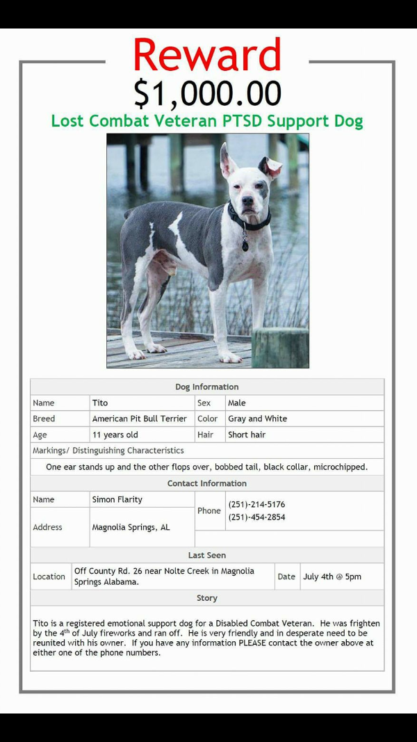 Image of Tito, Lost Dog