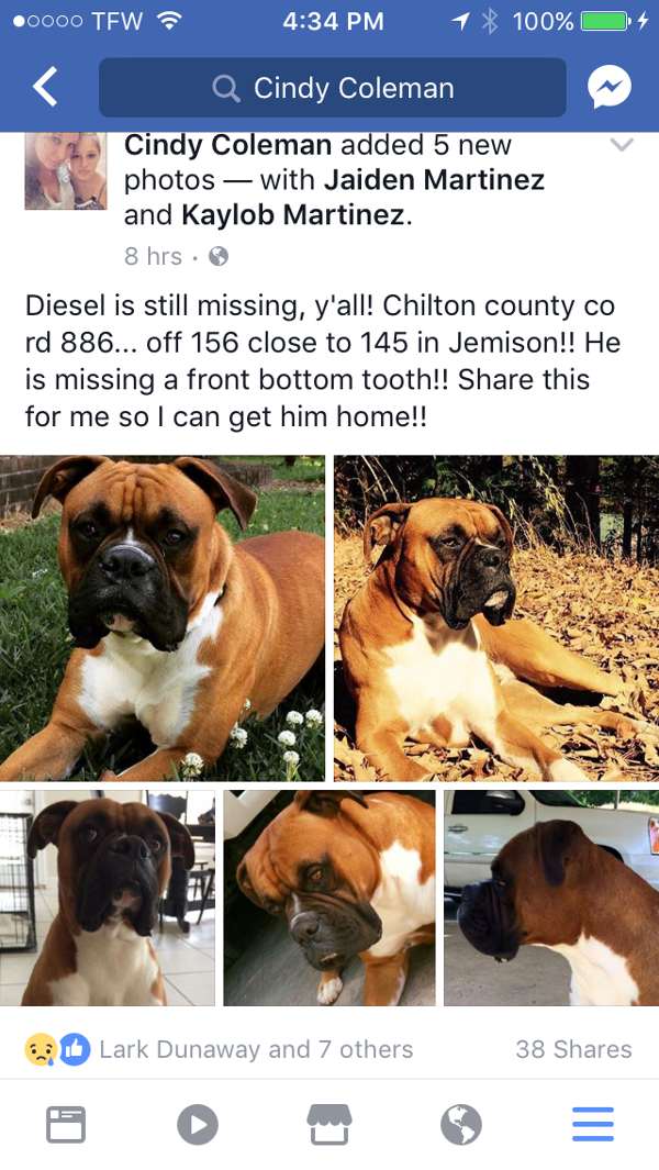 Image of Diesel, Lost Dog