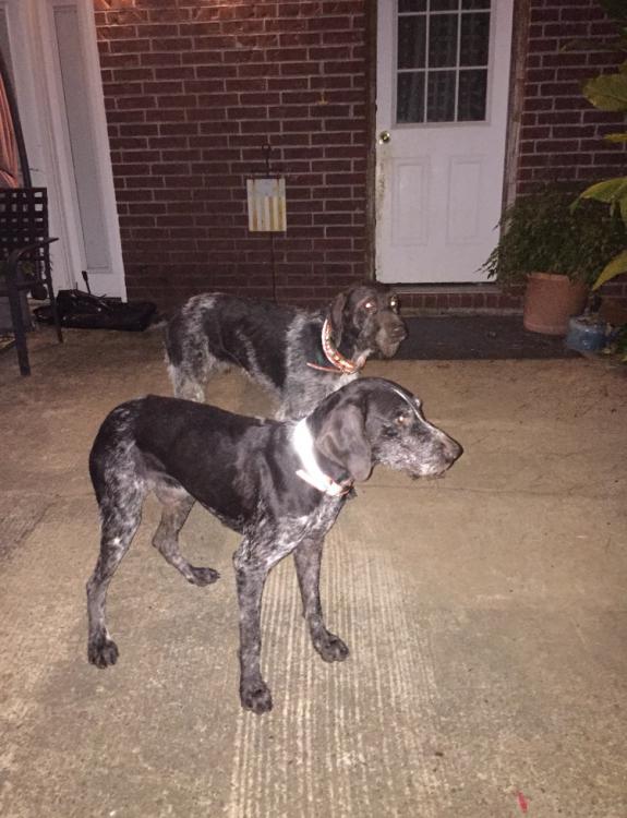 Image of Beau and Erie *REWARD*, Lost Dog