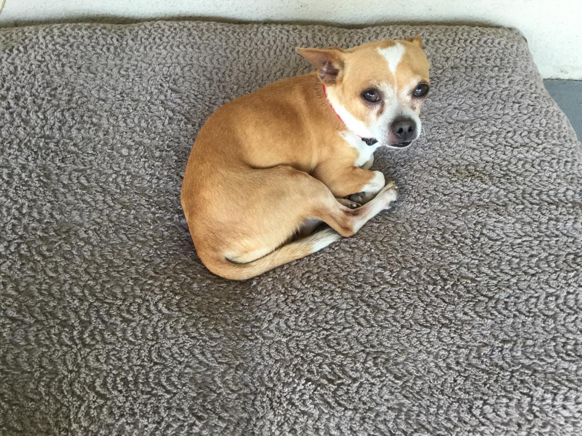 Lost Dog Chihuahua in STOCKTON, CA - Lost My Doggie