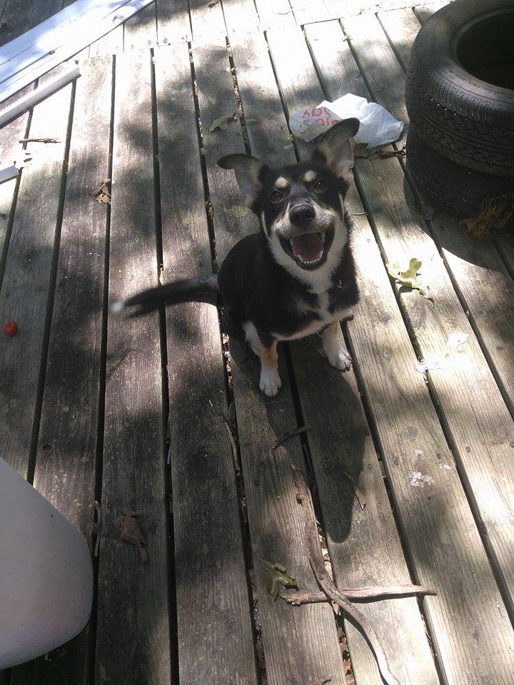 Image of Laika, Lost Dog
