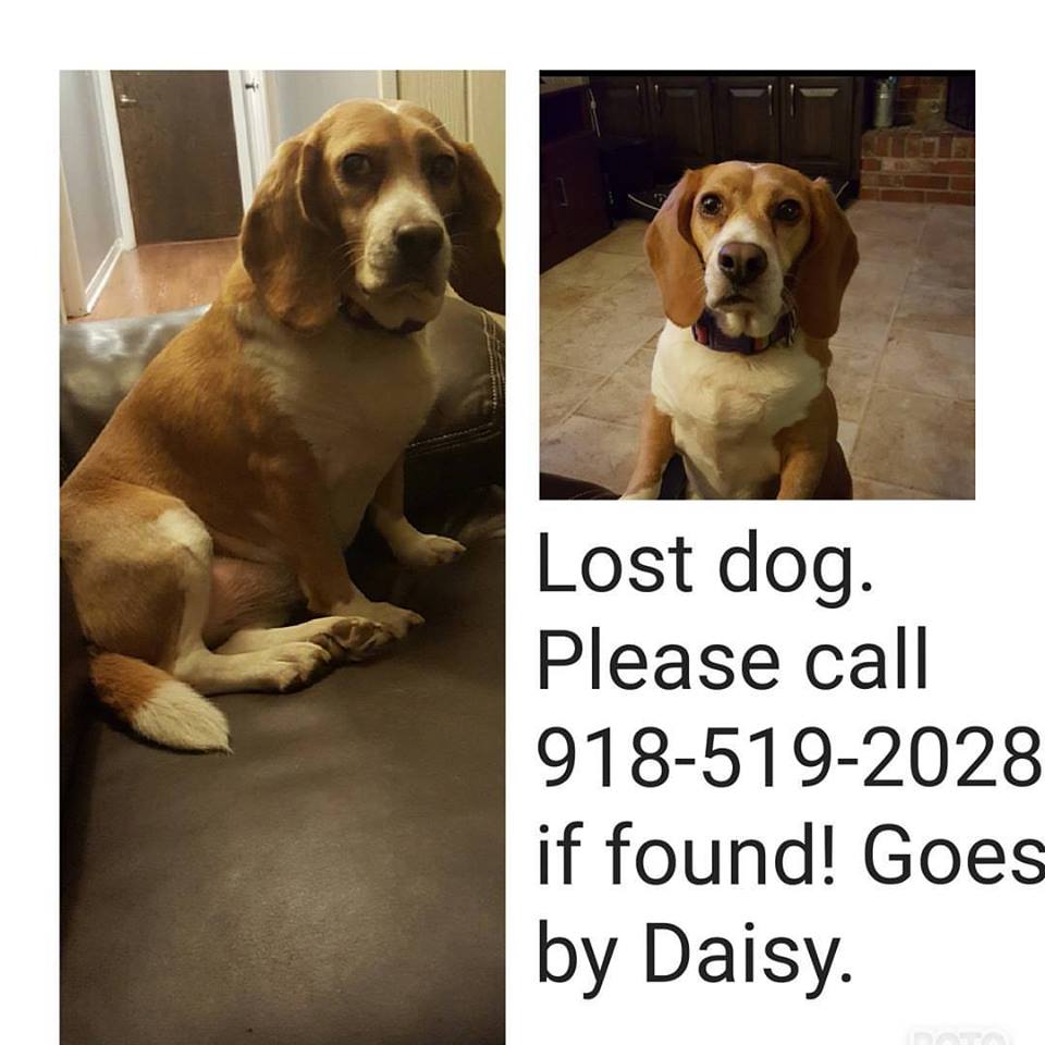 Image of daisy, Lost Dog