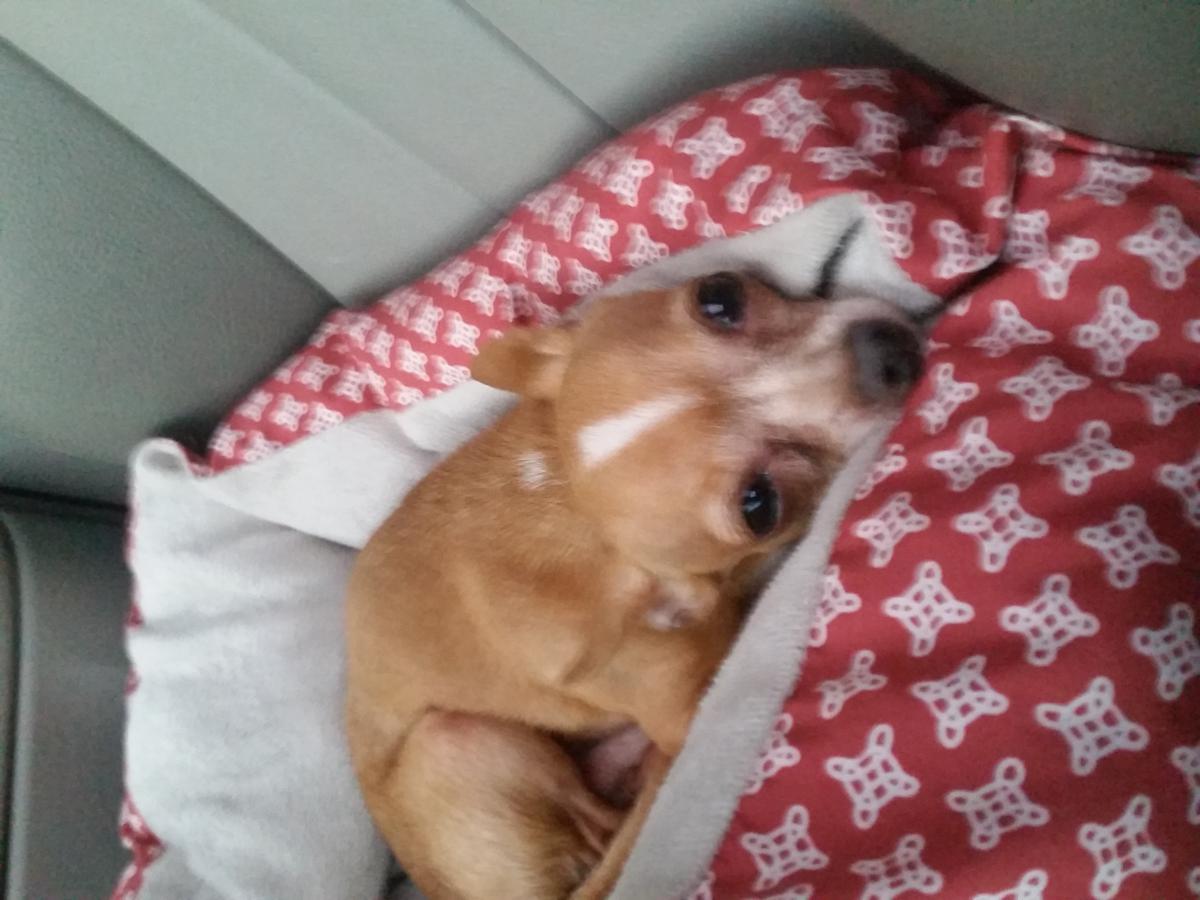 Lost Dog Chihuahua in MARYVILLE, TN Lost My Doggie