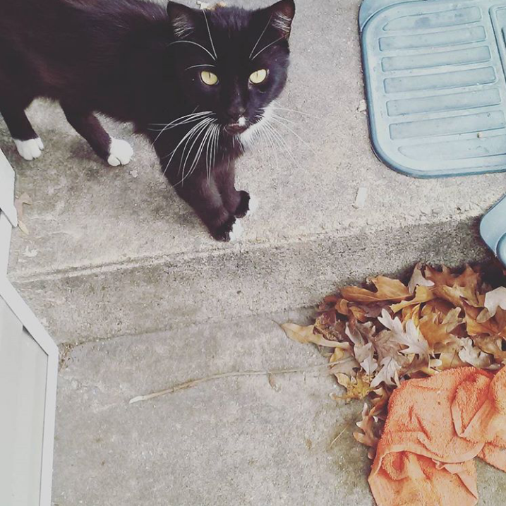 Image of Xya, Lost Cat