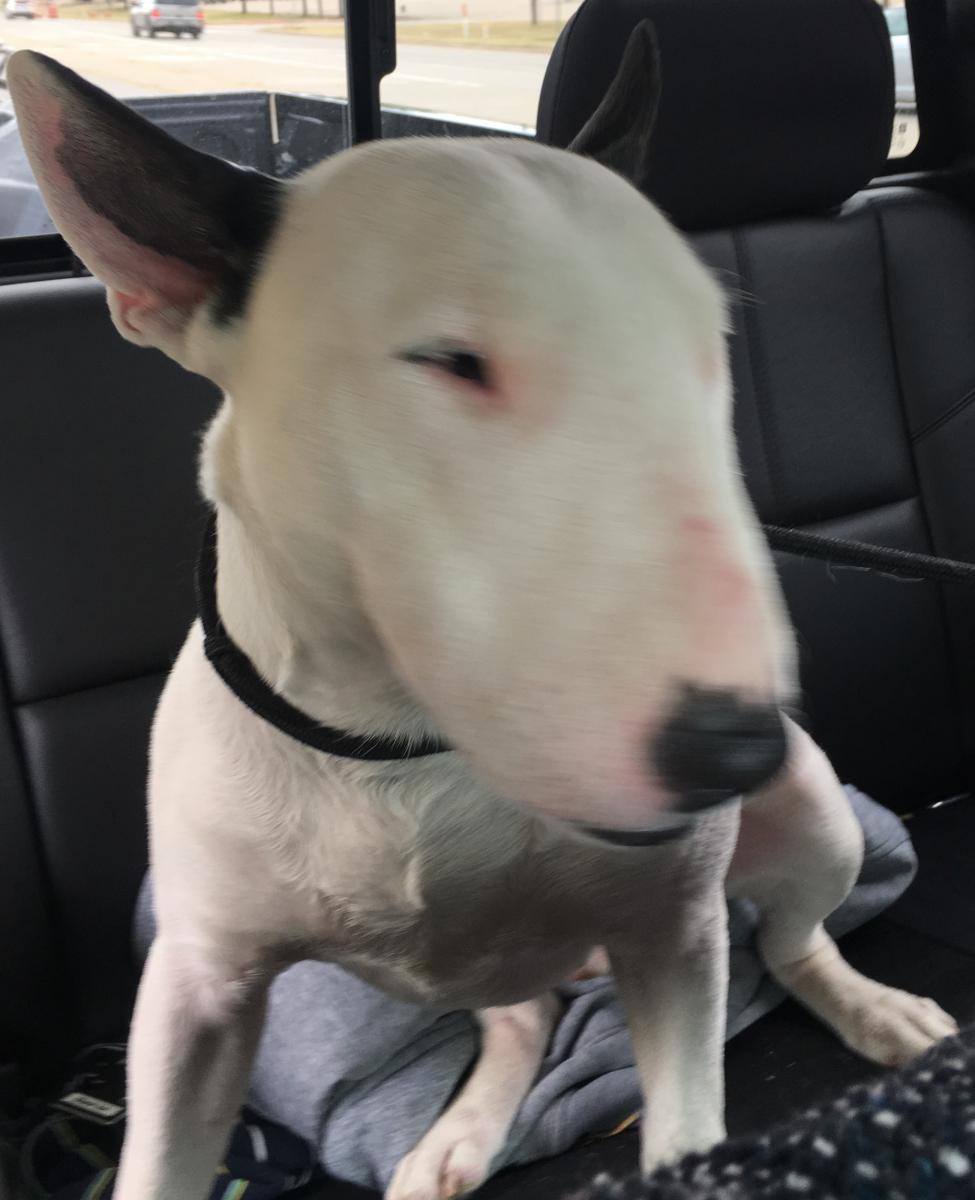 Found Dog Bull Terrier in EULESS, TX - Lost My Doggie