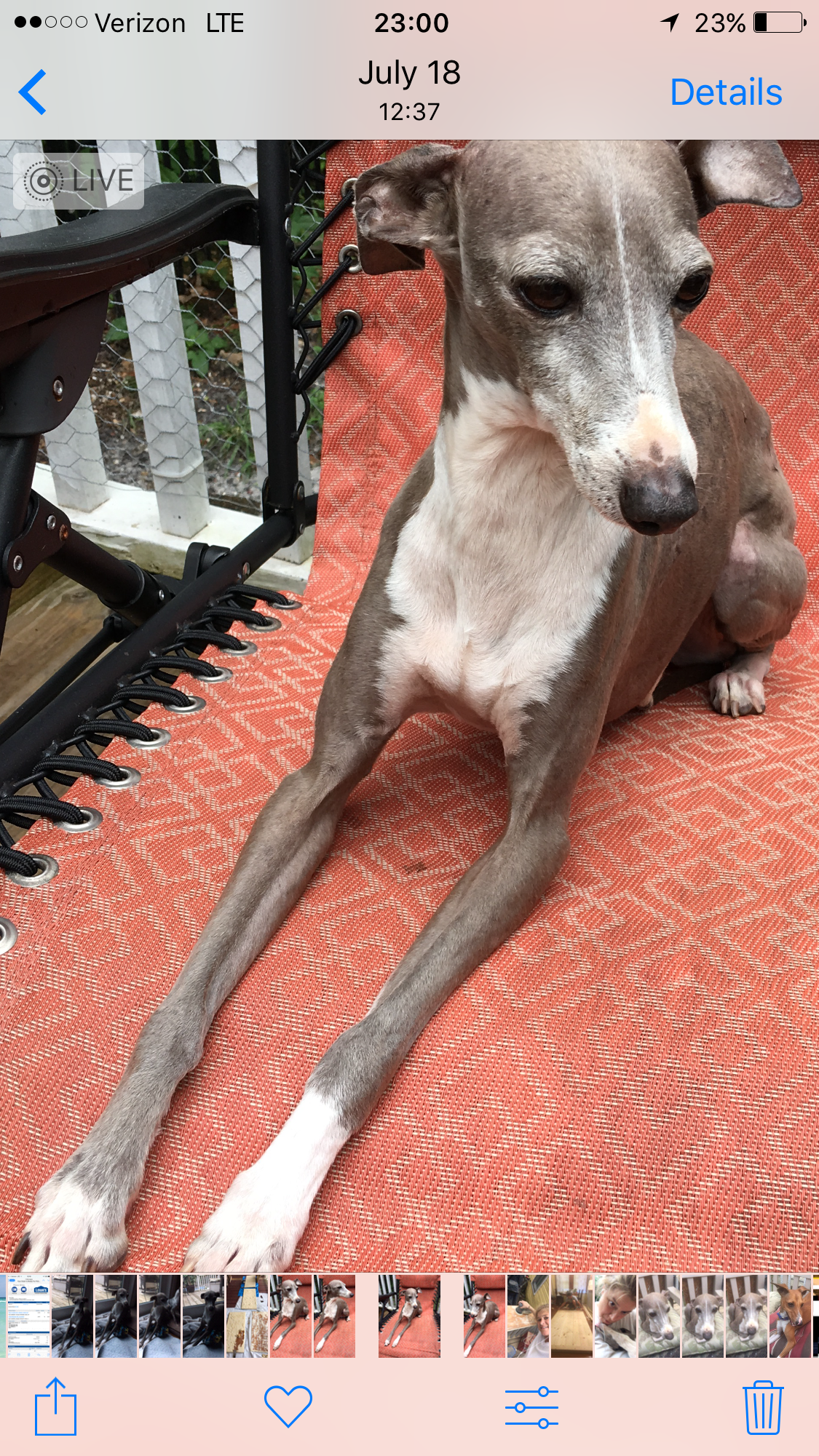 Lost Dog Italian Greyhound in GULF BREEZE, FL - Lost My Doggie