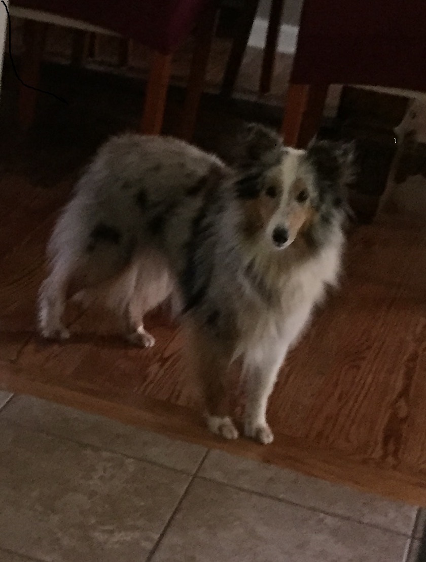 Image of Classie, Lost Dog