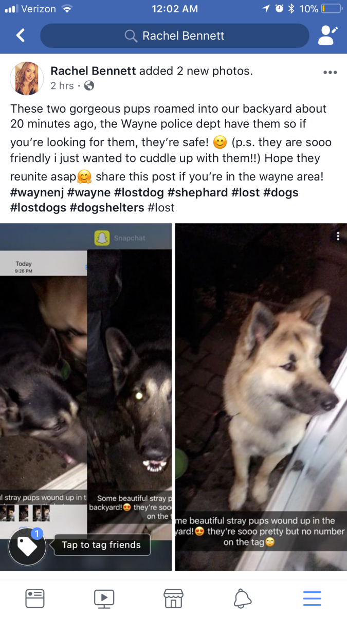found dogs near me today