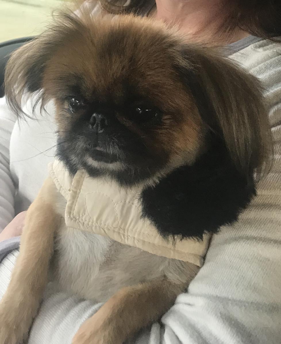 Lost Dog Pekingese in NEW CANEY, TX 