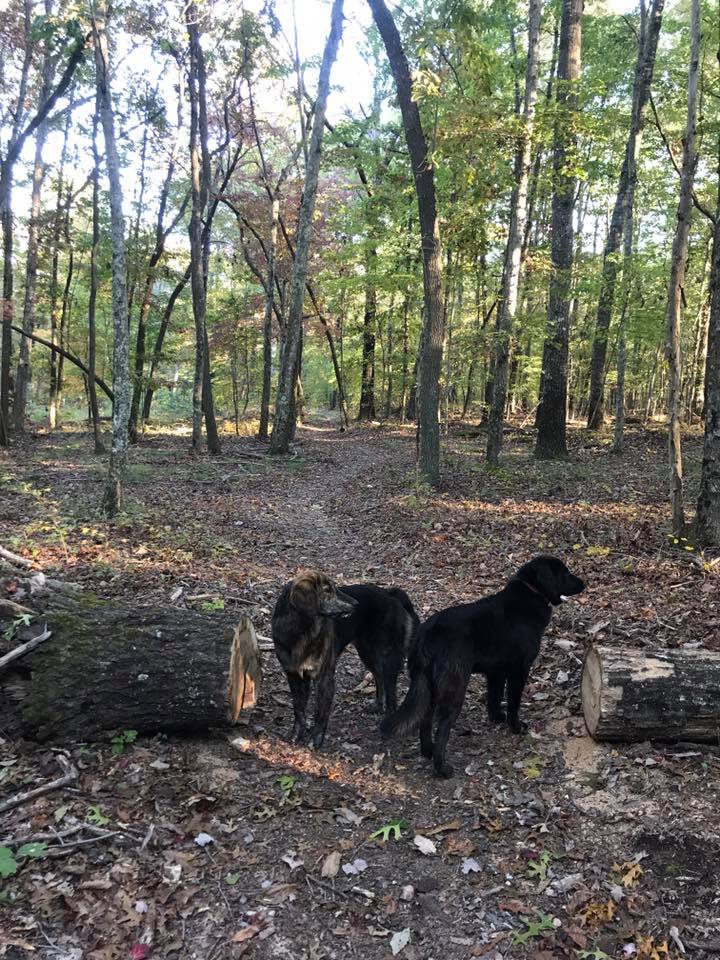 Image of Radley and Scout, Lost Dog