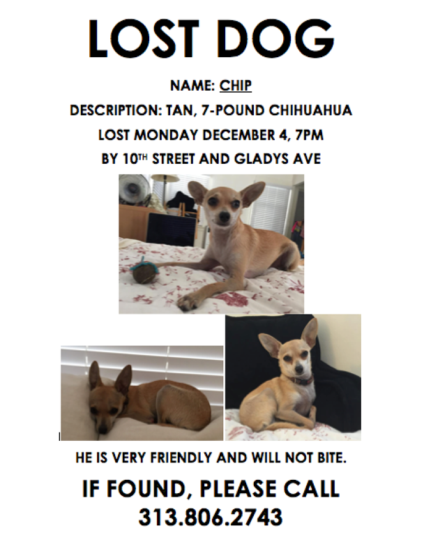 Lost Dog Chihuahua in LONG BEACH, CA 
