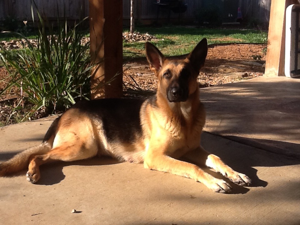 Lost Dog German Shepherd in SPRING BRANCH, TX Lost My Doggie