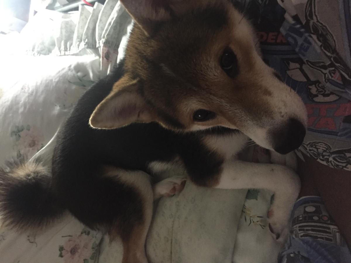 Lost Dog Shiba Inu In Tampa Fl Lost My Doggie