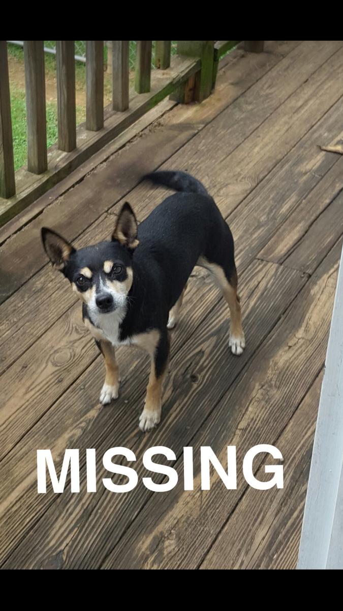 Image of Rocko, Lost Dog