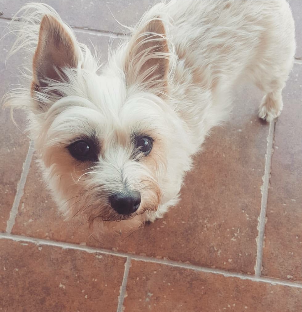 Cairn Terrier And Maltese Mix Online