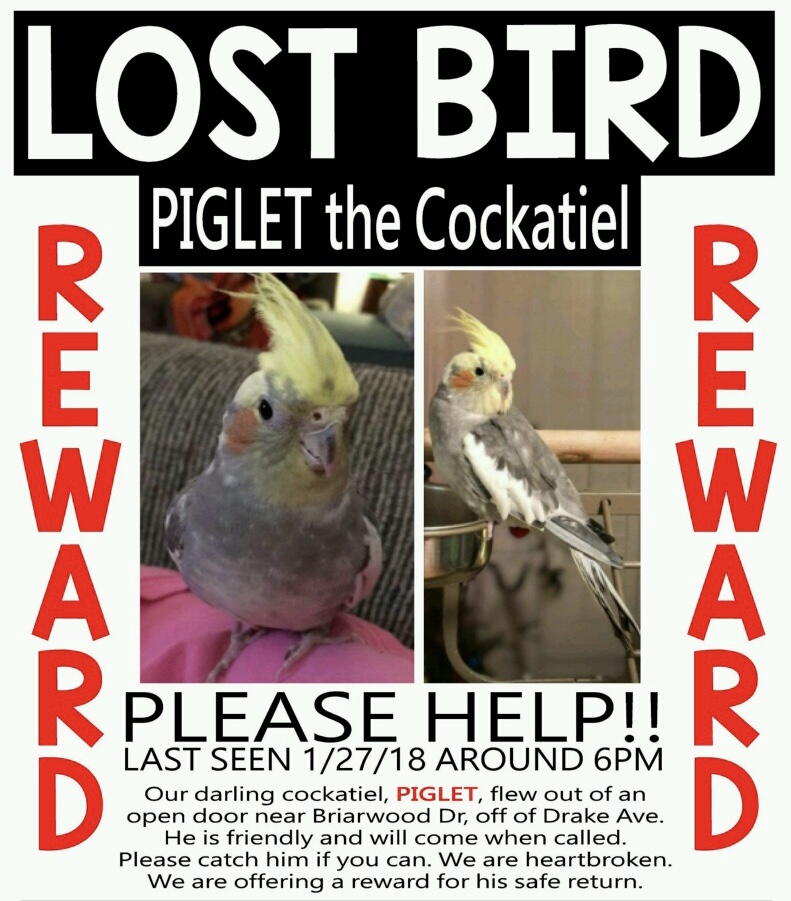Image of Piglet, Lost Bird
