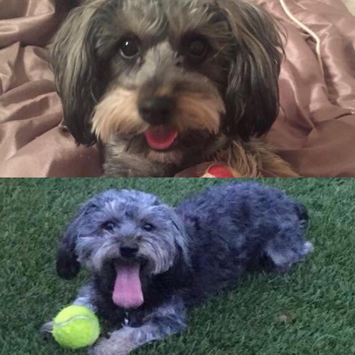 Lost Dog Schnauzer in EL PASO, TX - Lost My Doggie